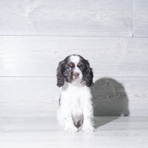 Petland Cleveland Cocker Spaniel puppy available