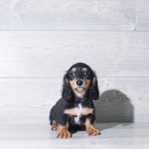 Petland Cleveland Dachshund puppy available
