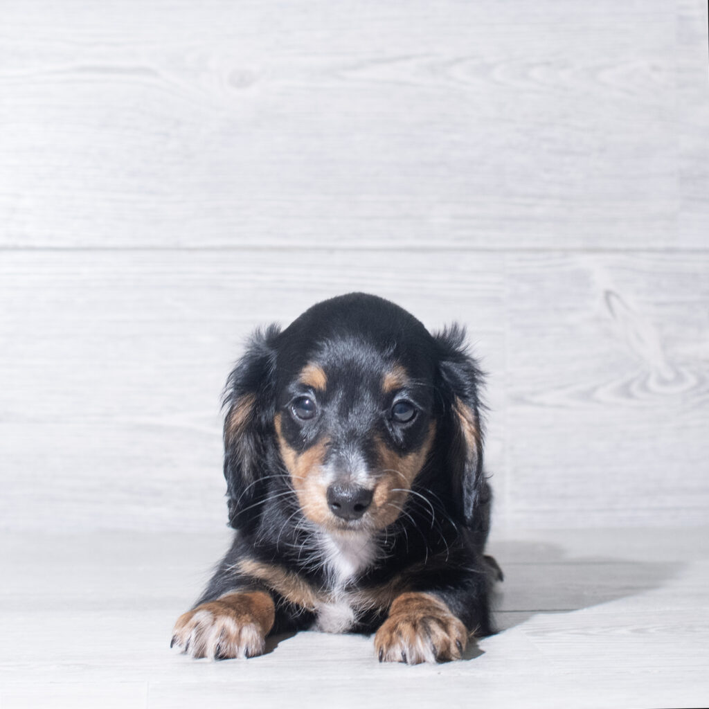 [#26120-05]  - Black / Tan F Dachshund Puppies for Sale