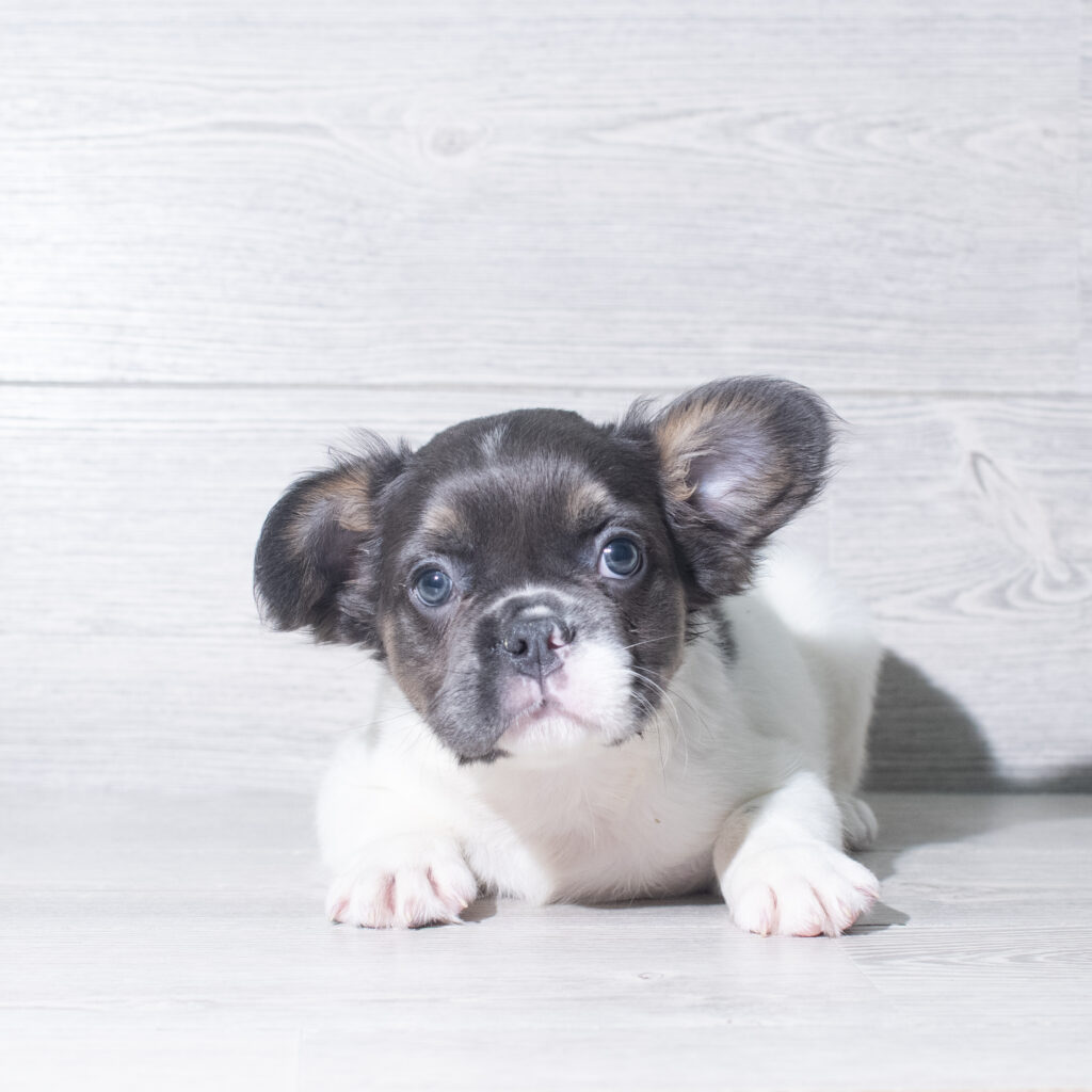 [#26114-01]  - Black / White M French Bulldog Puppies for Sale