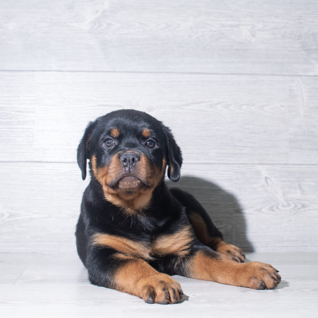 [#261278-05]  - Black / Tan F Rottweiler Puppies for Sale