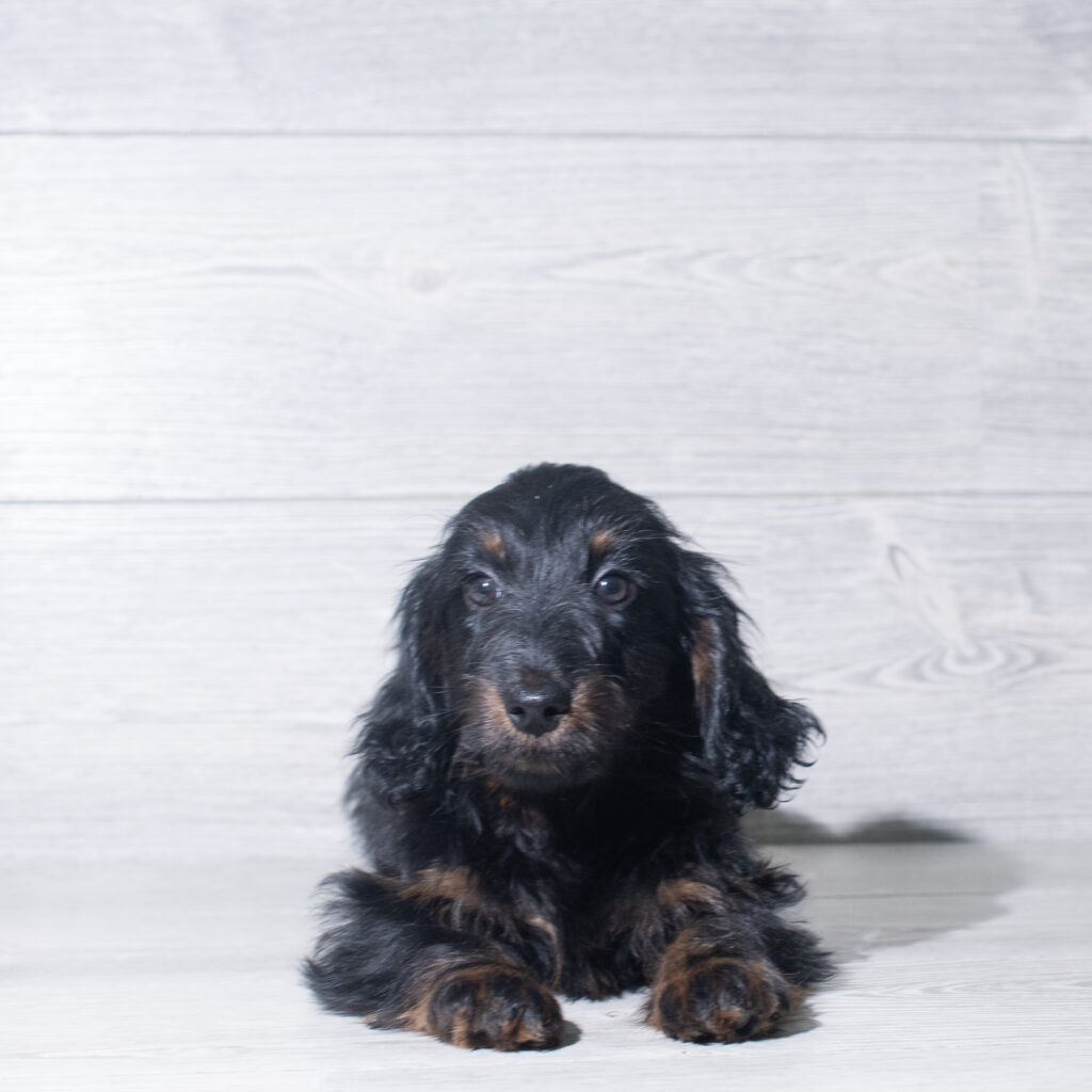 [#26104-03]  - Black / Tan M Doxiepoo Puppies for Sale