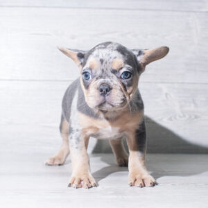 Petland Cleveland French Bulldog puppy available