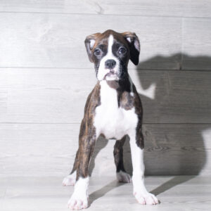 Petland Cleveland Boxer puppy available