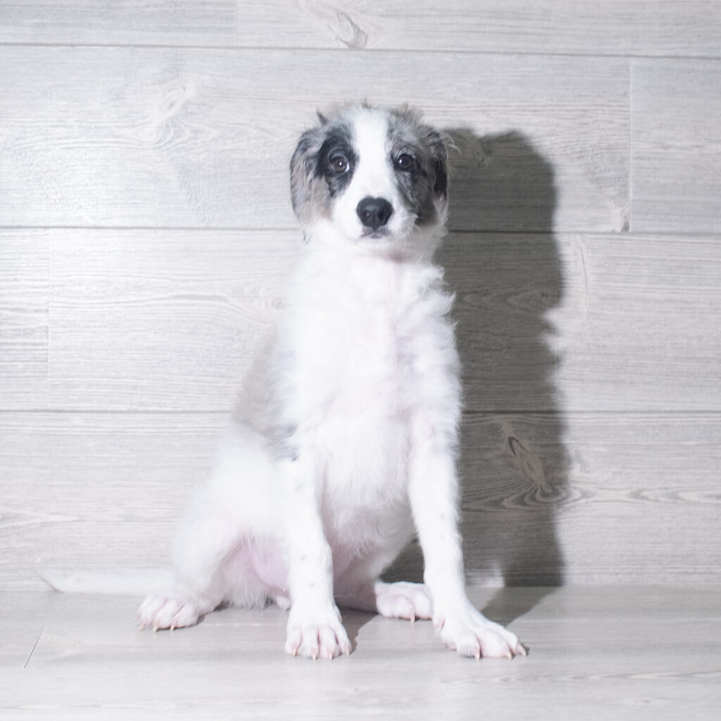 [#26122-02]  - Tri-Colored M Bernedoodle Mini 2nd Gen Puppies for Sale