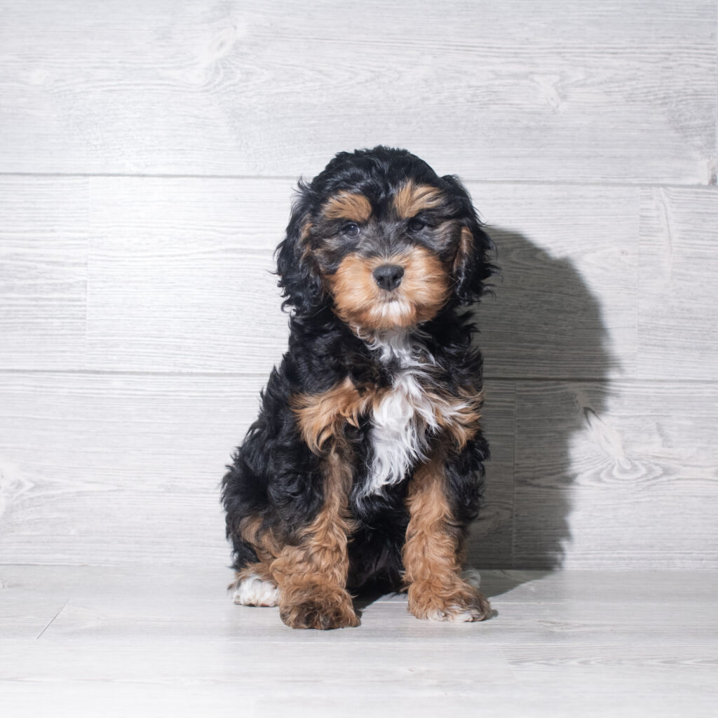 [#26111-04]  - Black / Tan M Cavapoo Puppies for Sale