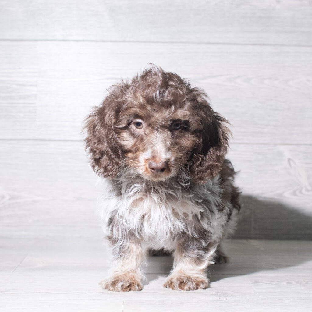 [#26104-06]  - White / Chocolate M Doxiepoo Puppies for Sale