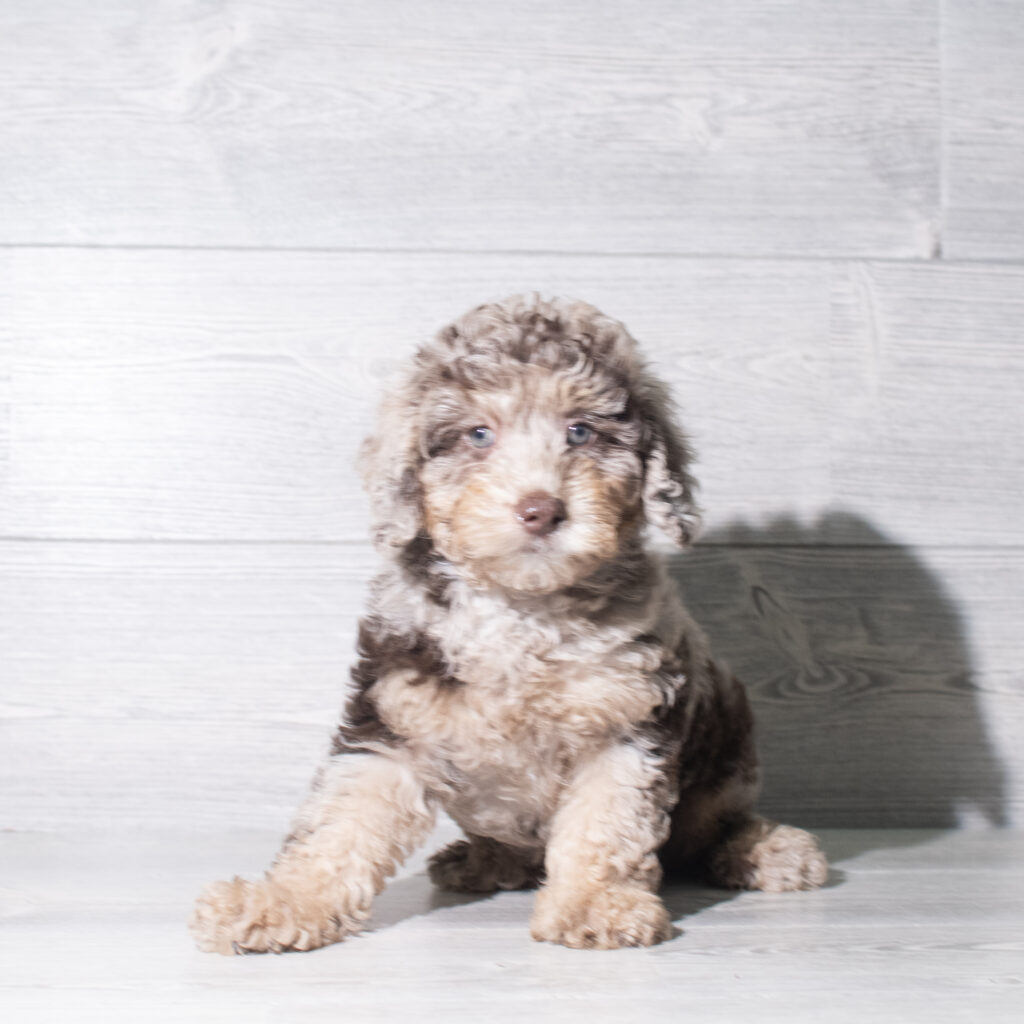 [#26154-01]  - Chocolate Merle M Labradoodle Mini F1b Puppies for Sale