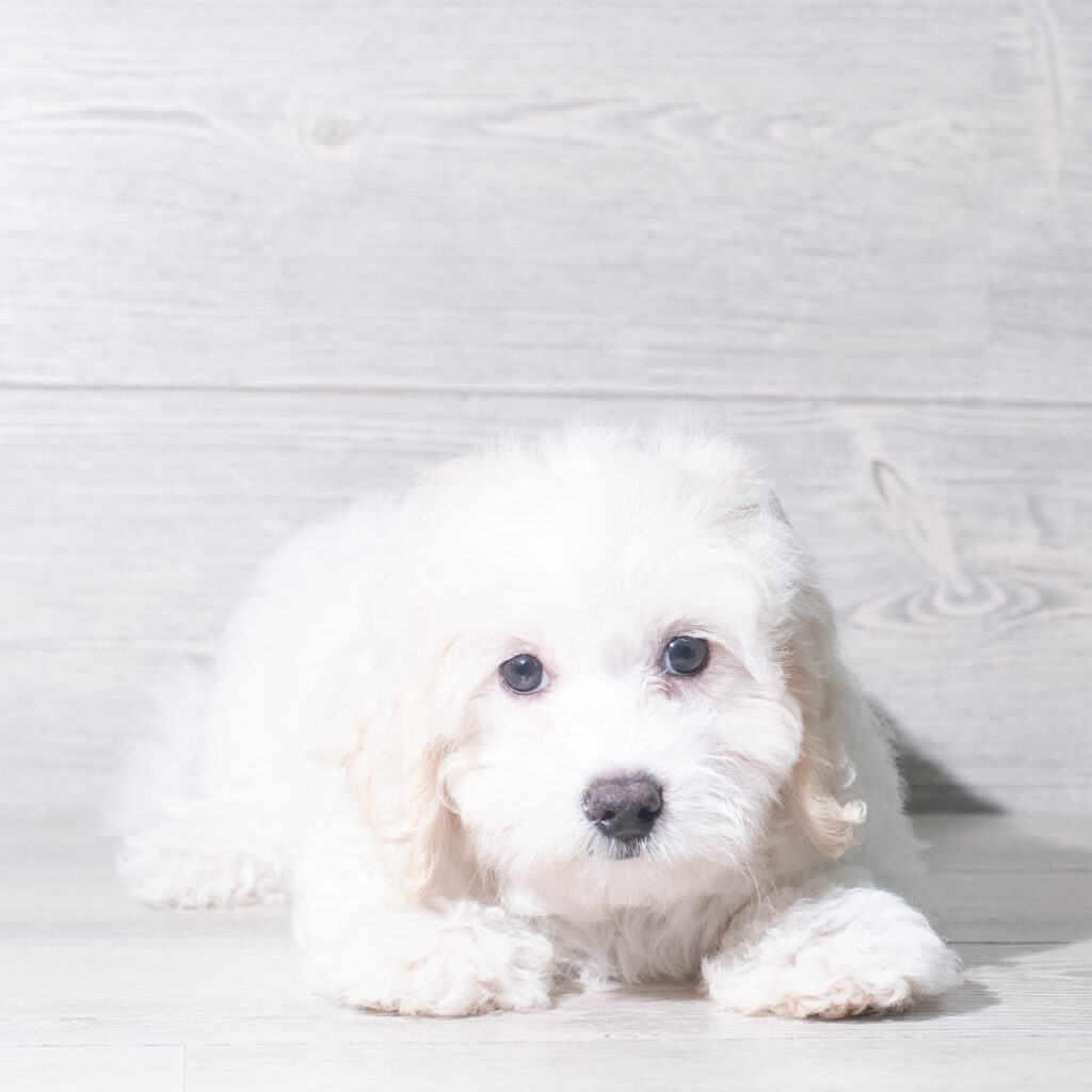[#26982-03]  - White F Maltipoo Puppies for Sale