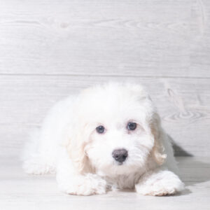 Petland Cleveland Maltipoo puppy available
