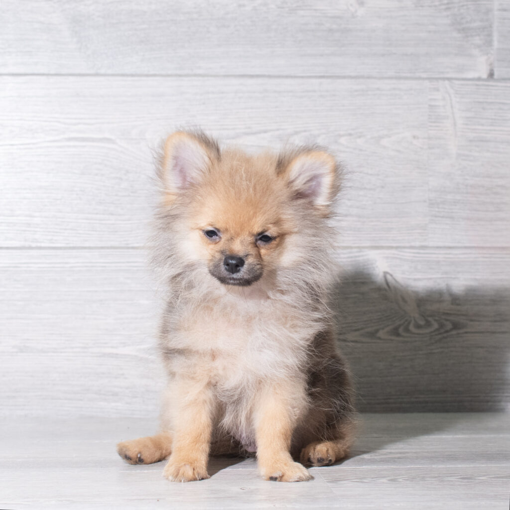 [#261207-01]  - Red Sable M Pomeranian Puppies for Sale