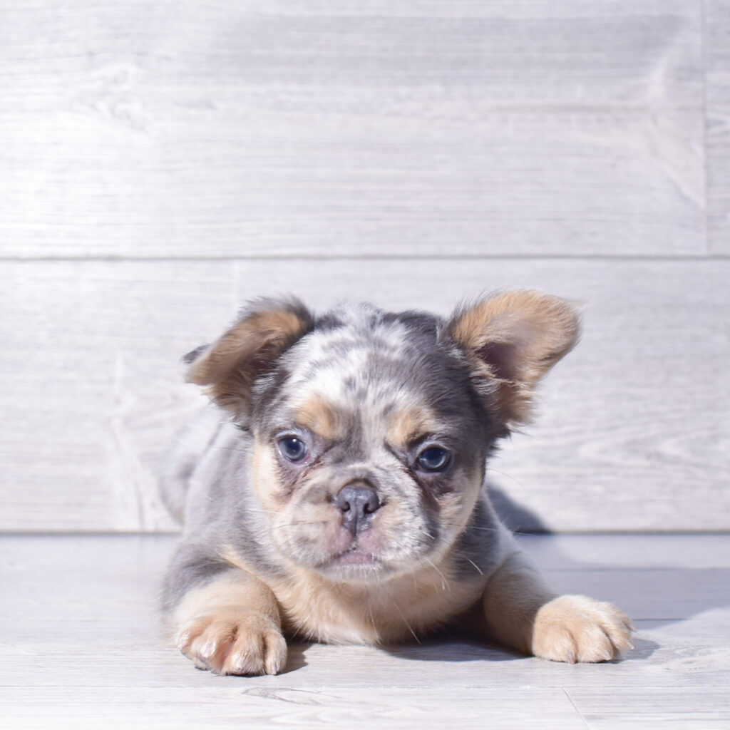[#26114-03]  - Blue Merle M French Bulldog Puppies for Sale