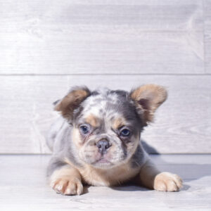 Petland Cleveland French Bulldog puppy available