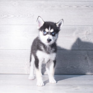 Petland Cleveland Pomsky puppy available