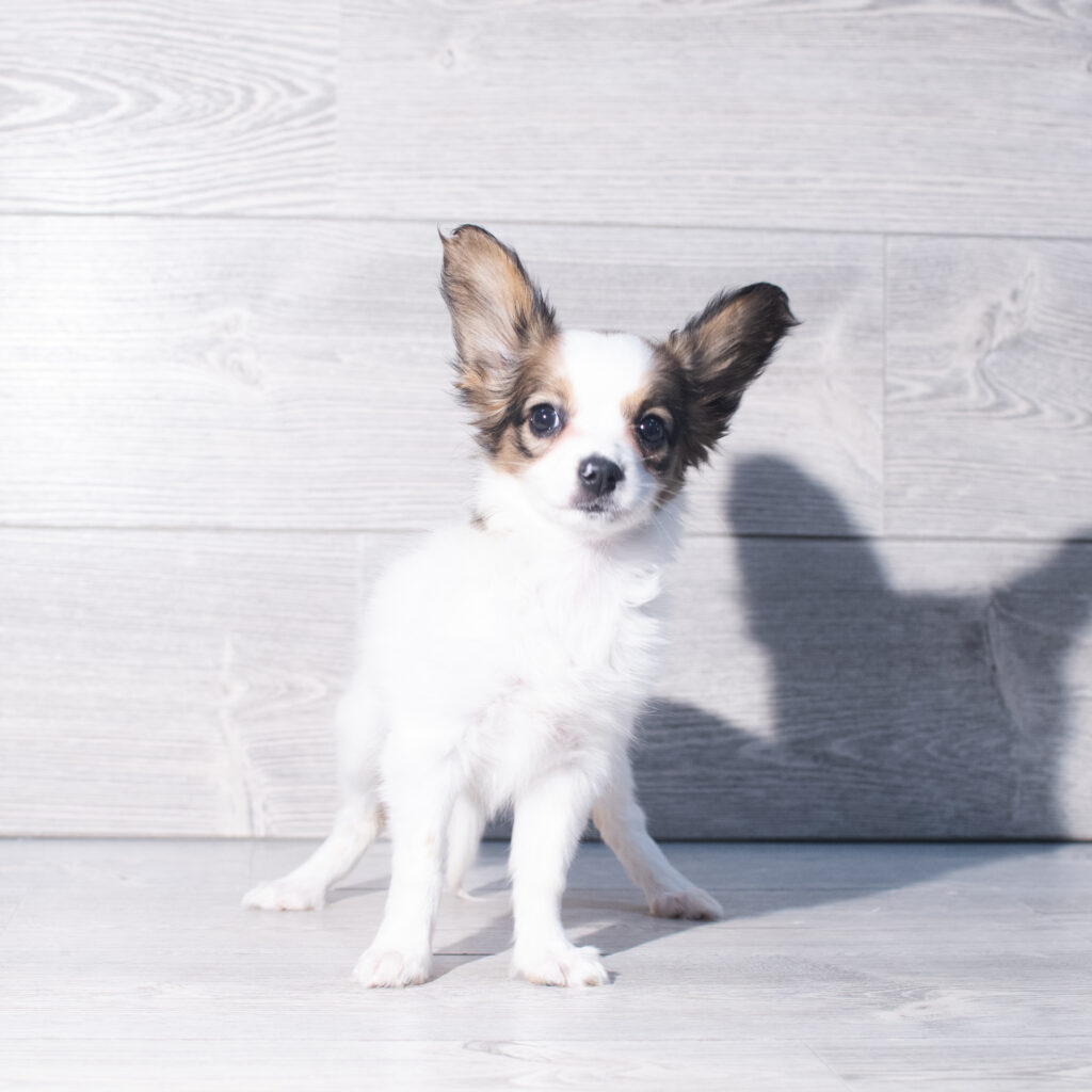 [#261420-04]  - Brown / White F Papillon Puppies for Sale