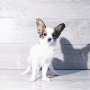 Papillon (F) 2409