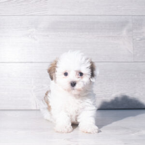 Petland Cleveland Havanese puppy available