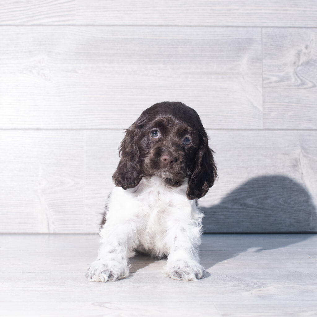 [#261181-06]  - Chocolate / White F Cocker Spaniel Puppies for Sale