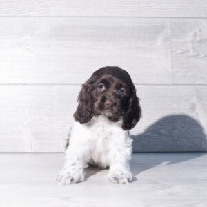 Petland Cleveland Cocker Spaniel puppy available