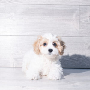 Petland Cleveland Cavachon puppy available