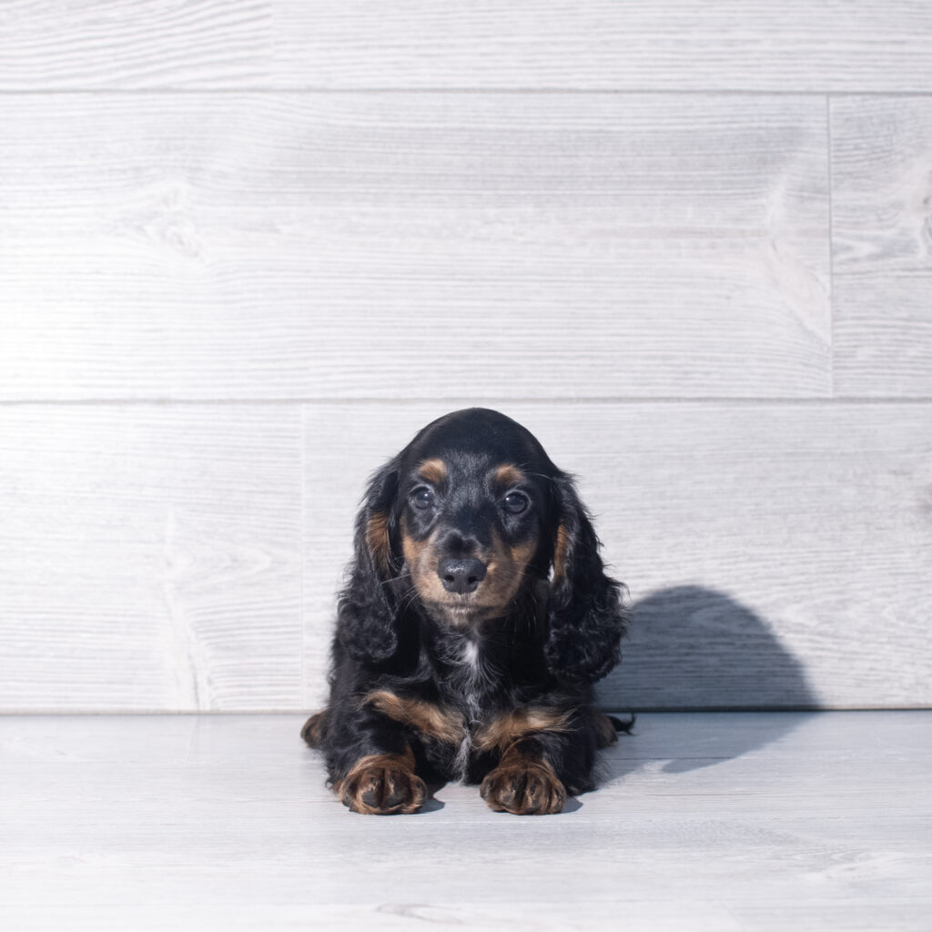 [#26120-02]  - Black / Tan M Dachshund Puppies for Sale