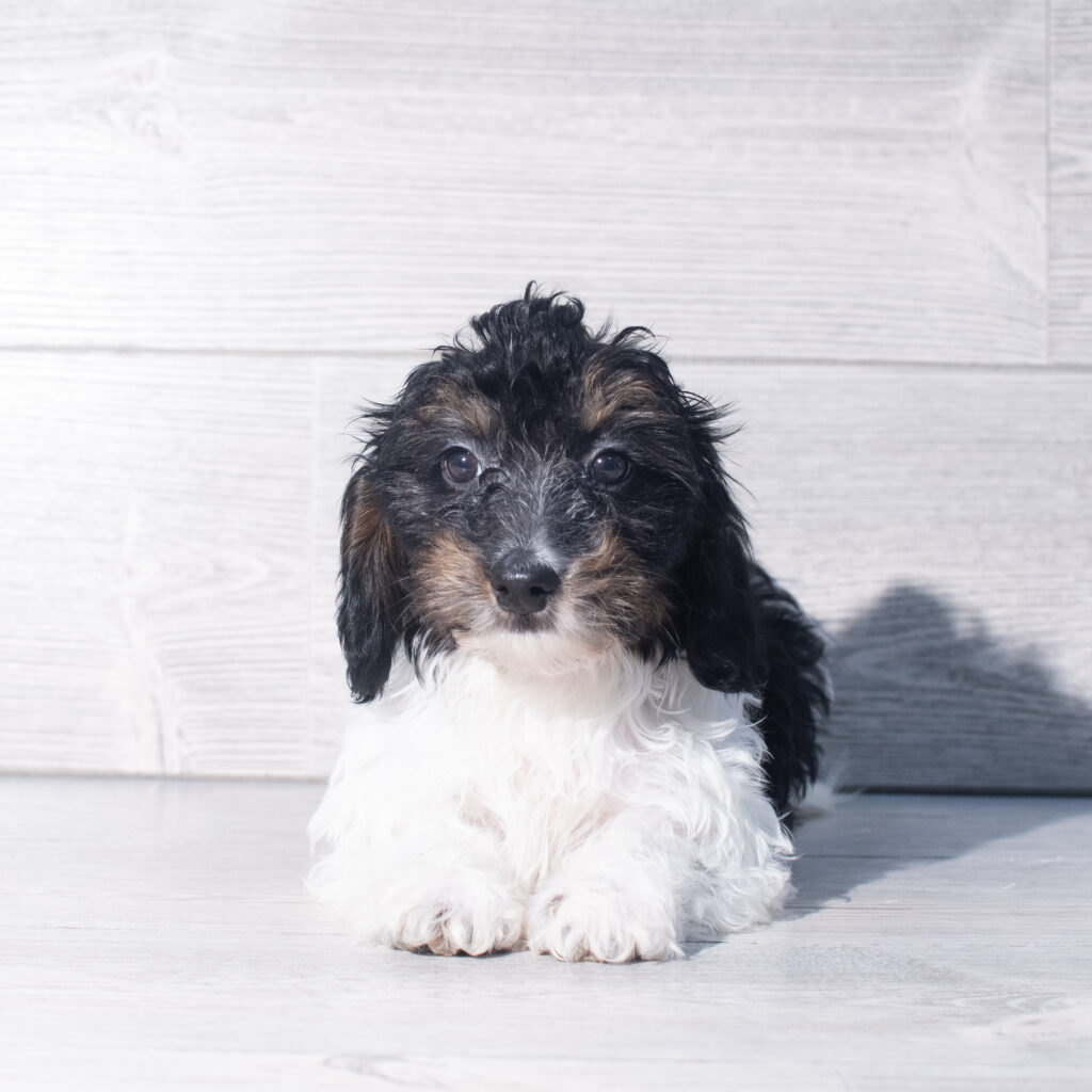 [#26104-07]  - Black / White F Doxiepoo Puppies for Sale
