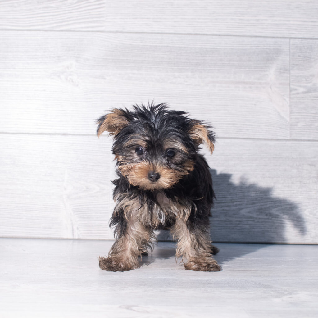 [#261102-03]  - Black / Tan F Yorkshire Terrier Puppies for Sale