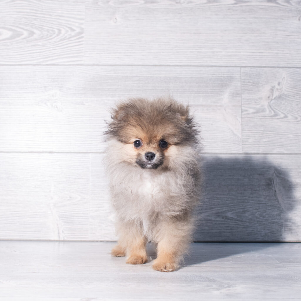 [#261205-01]  - Wolf Sable F Pomeranian Puppies for Sale