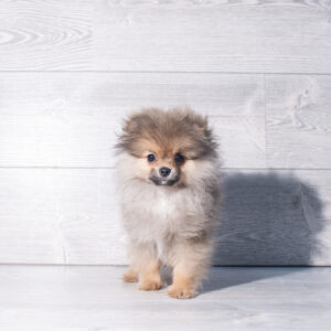 Petland Cleveland Pomeranian puppy available