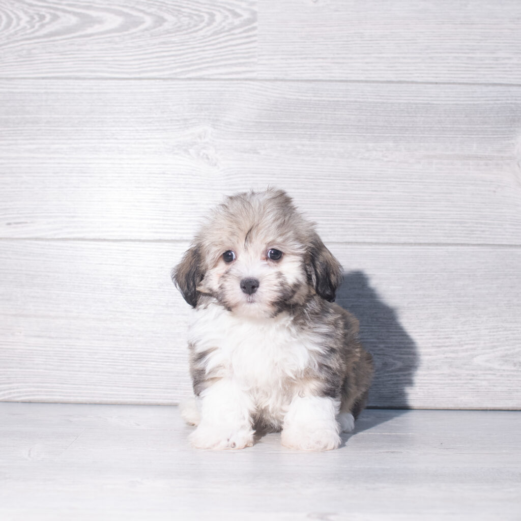 [#261163-03]  - Brown / White M Havanese Puppies for Sale