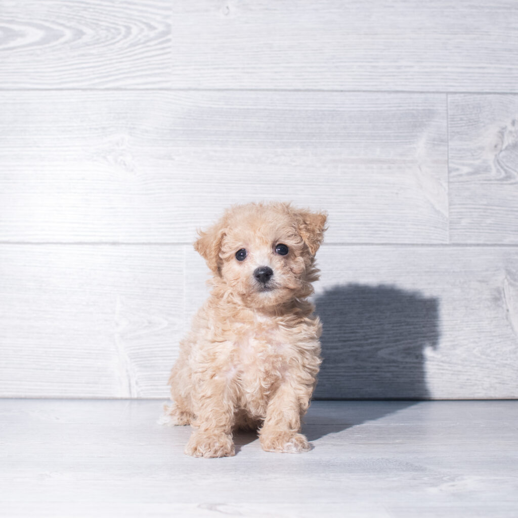 [#261224-01]  - Cream M Bichapoo Puppies for Sale
