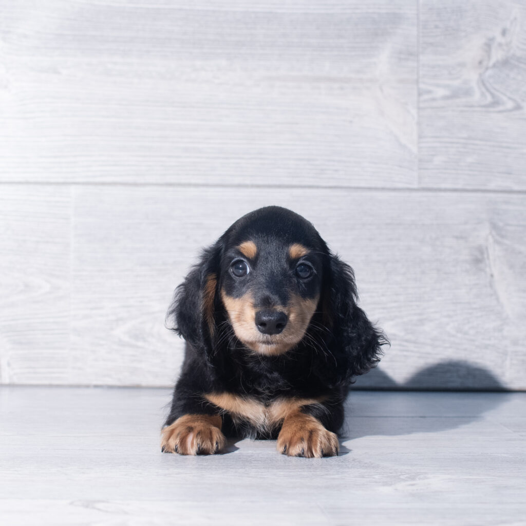 [#26120-03]  - Black / Tan M Dachshund Puppies for Sale
