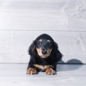 Petland Cleveland Dachshund puppy available