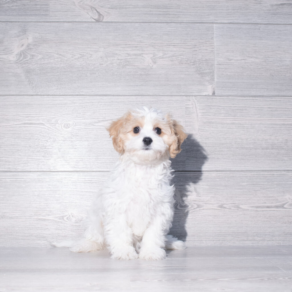 [#261314-06]  - Blenheim / White F Cavachon Puppies for Sale