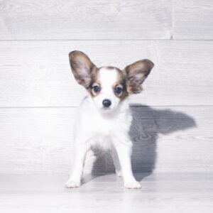 Petland Cleveland Papillon puppy available