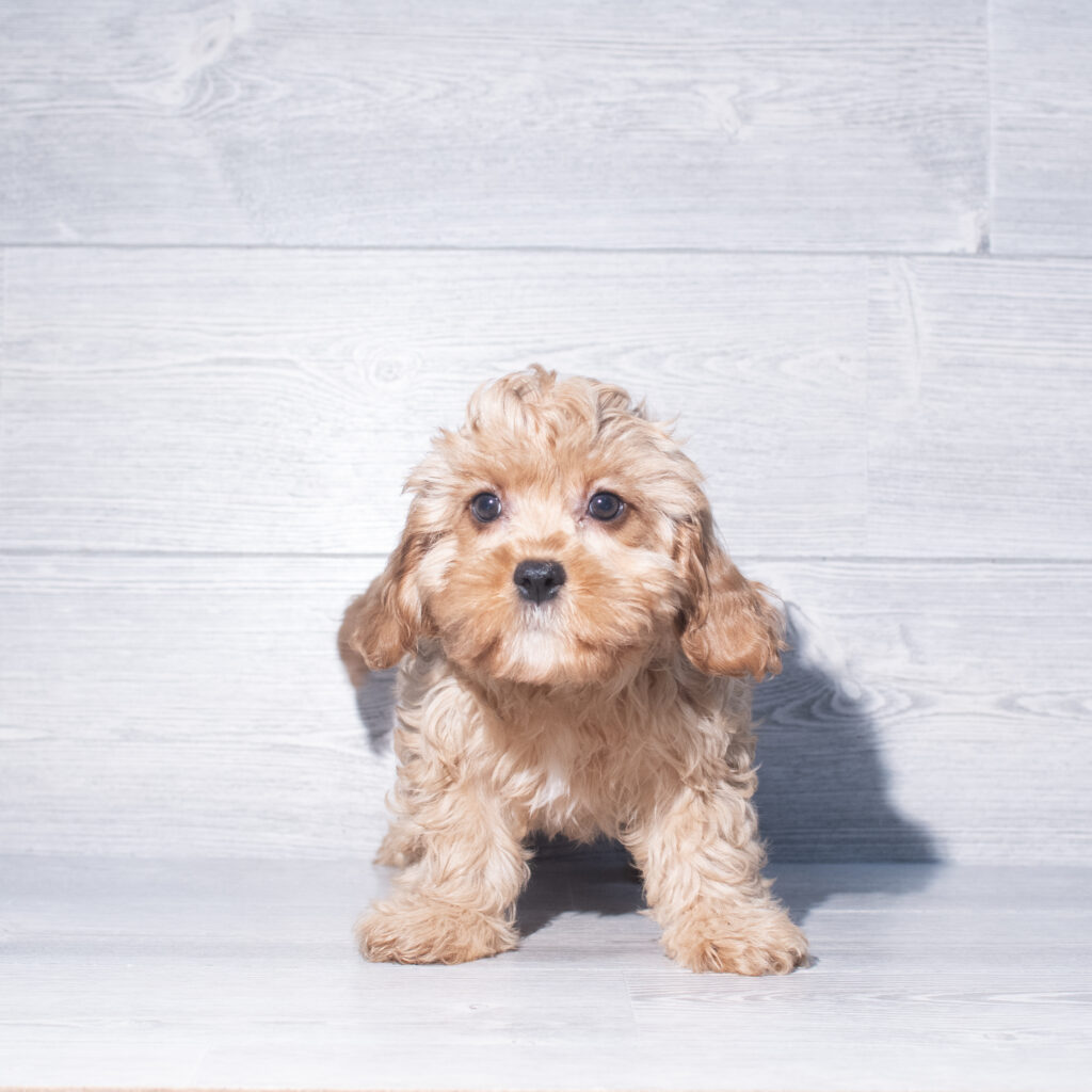 [#261239-03]  - Red M Cavapoo Puppies for Sale