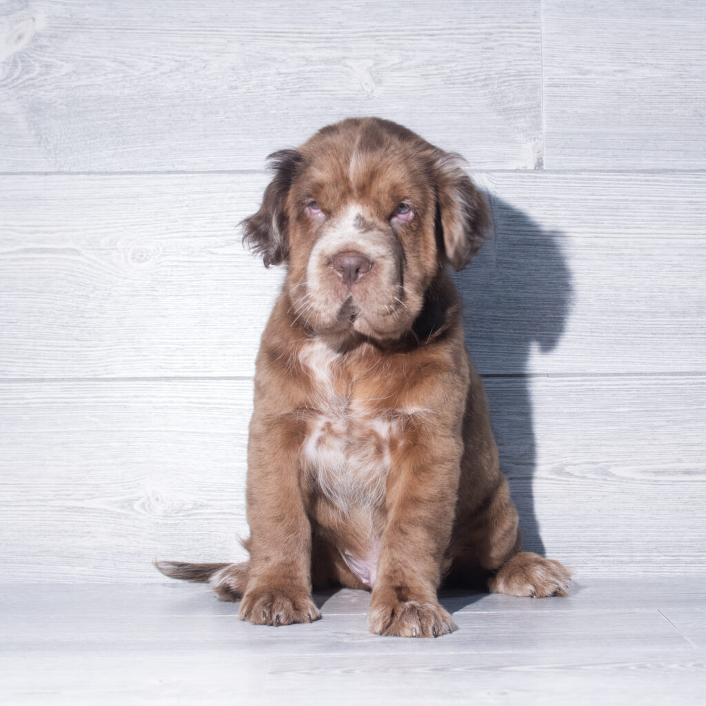 [#26952-01]  - Chocolate Merle M Hippo Mini Puppies for Sale
