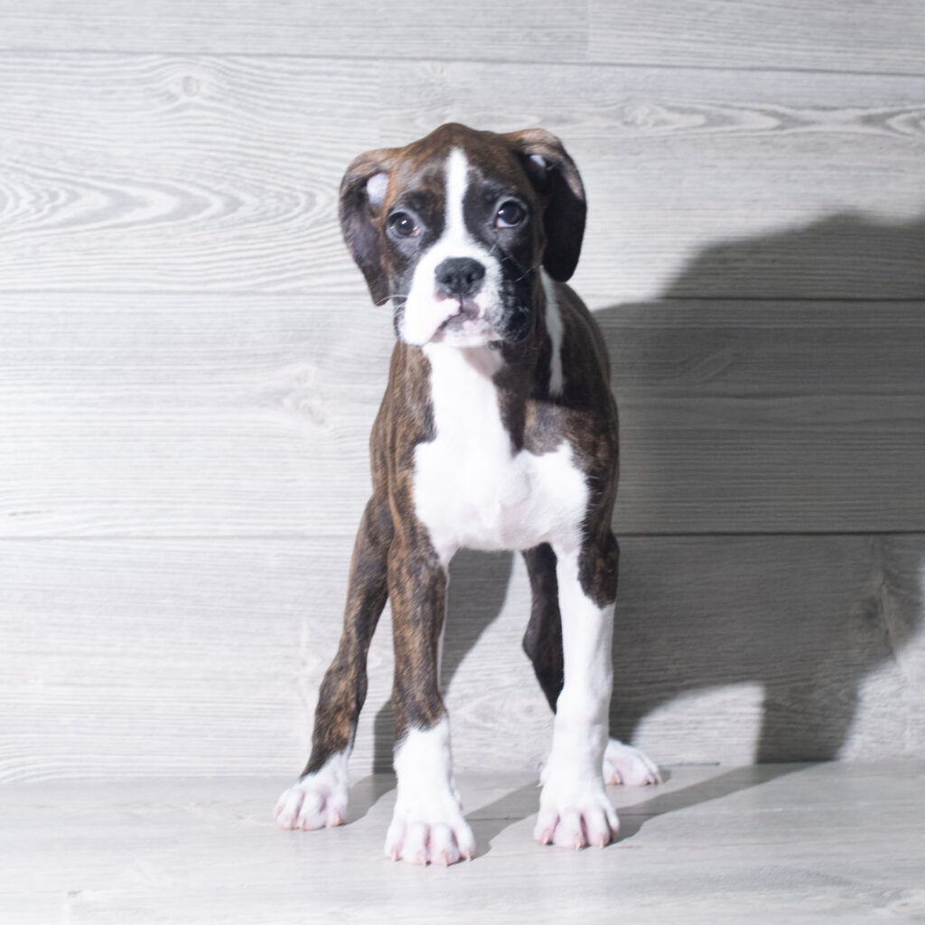 [#261030-06]  - Brindle / White F Boxer Puppies for Sale