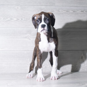 Petland Cleveland Boxer puppy available