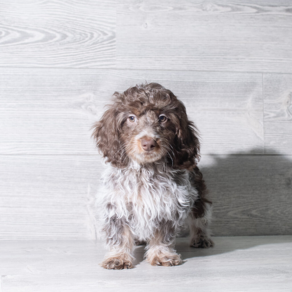 [#26104-06]  - White / Chocolate M Doxiepoo Puppies for Sale