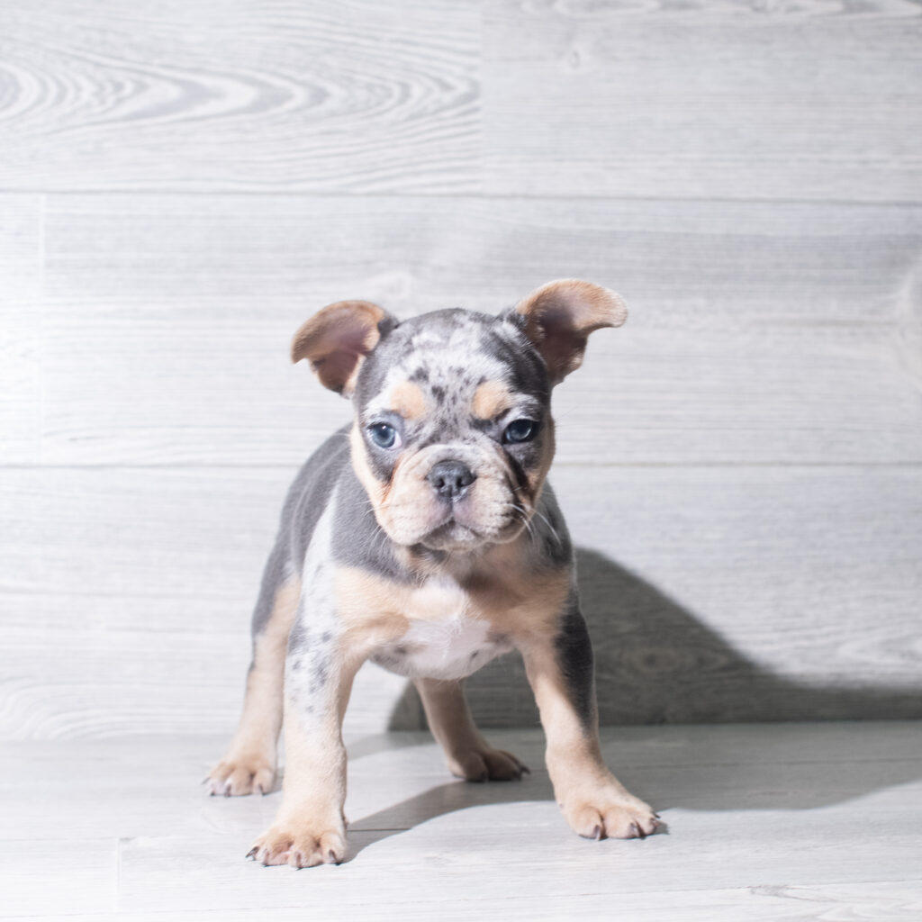 [#26114-06]  - Blue Merle F French Bulldog Puppies for Sale