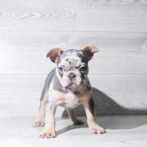 Petland Cleveland French Bulldog puppy available
