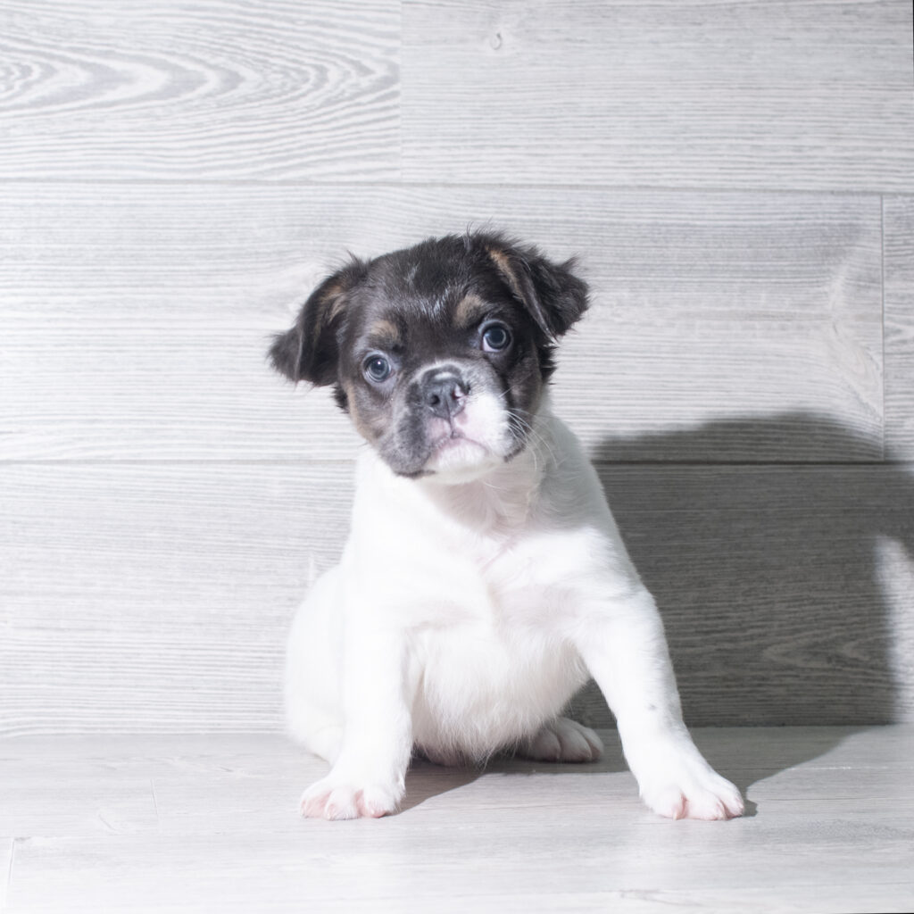 [#26114-01]  - Black / White M French Bulldog Puppies for Sale