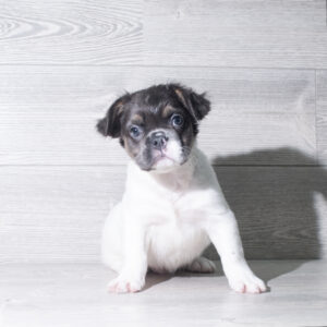 Petland Cleveland French Bulldog puppy available
