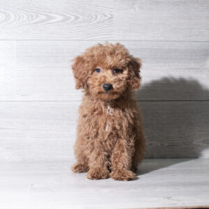 Petland Cleveland Poodle puppy available