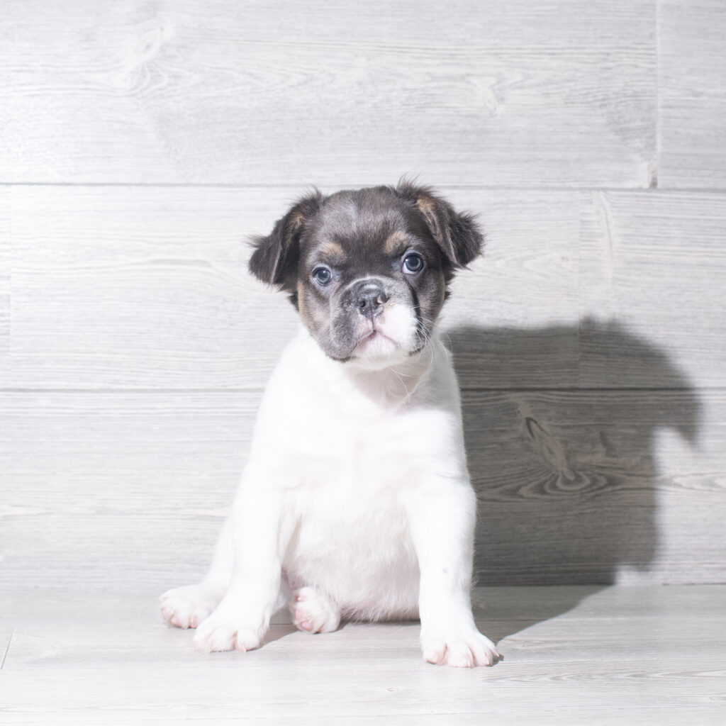 [#26114-01]  - Black / White M French Bulldog Puppies for Sale