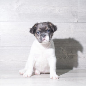 Petland Cleveland French Bulldog puppy available