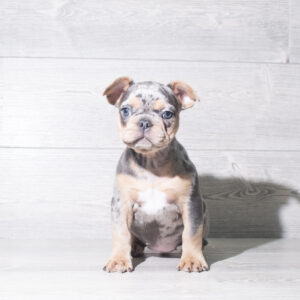 Petland Cleveland French Bulldog puppy available