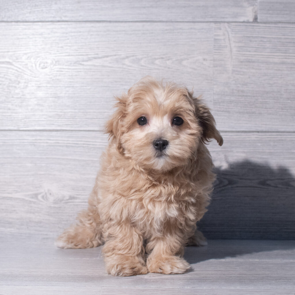 [#261149-02]  - Light Red M Maltipoo Puppies for Sale