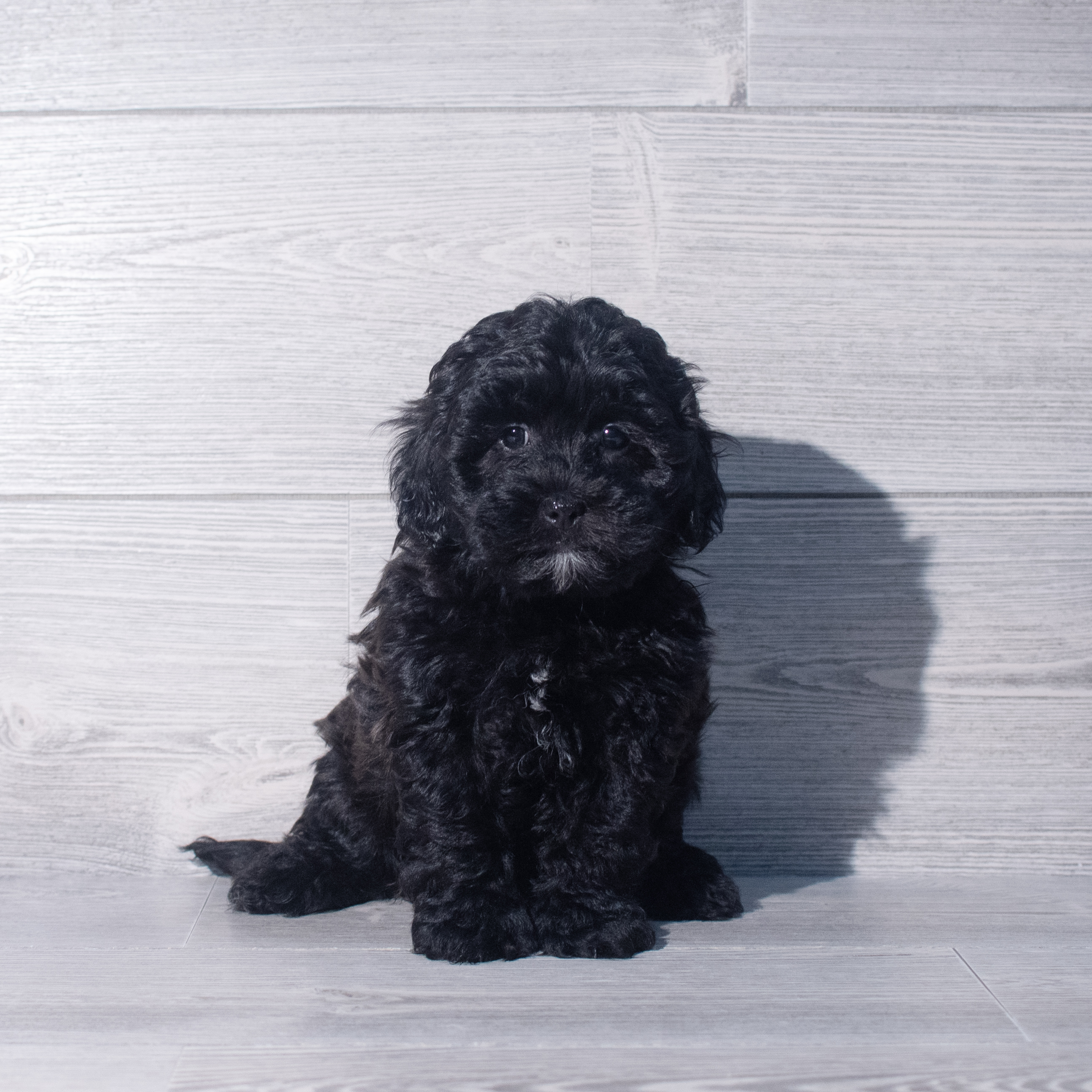 ShihPoo (M) 2368 Image #1